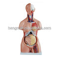 2013 HOT SALE 85CM 21parts three-sex human torso model